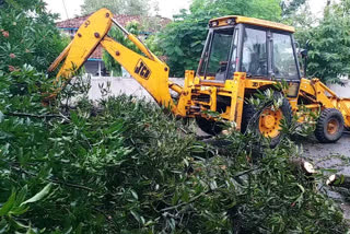 People got relief from heat due to sudden rain, four trees fell