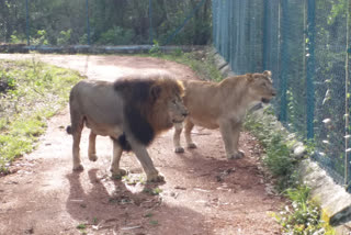 Tiger and lioness of Shimoga