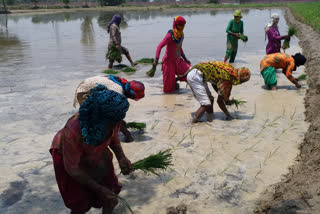 paddy plantation start in gohana