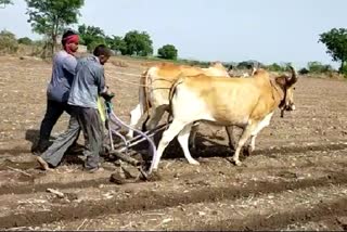 Farmers in Upleta panth are sowing