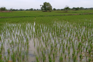 IFFCO signs MoU with ICAR for collaborative Research across India