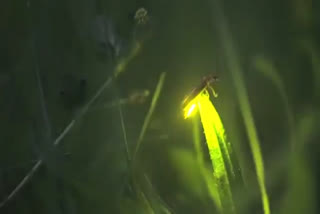 Fireflies