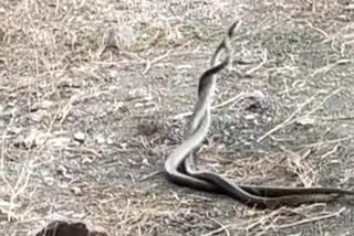 snake near Jetpur