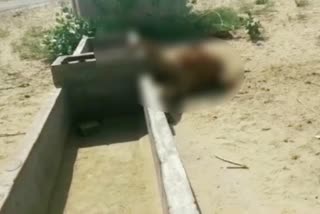 a camel died in bagthal village