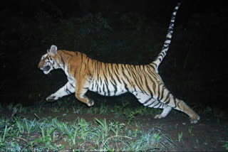 Tiger hunted cow