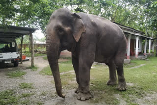 An Elephant became fit with the care of Forest officer at Misamari