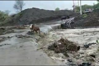 washim rain news  washim heavy rain  washim monsoon rain  washim latest news  people rescue cattle washim  वाशिम पाऊस बातमी  वाशिम लेटेस्ट न्यूज