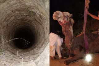 rescued-a-camel-in-a-40-feet-deep-well-in-bhuj