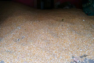 Banswara news, maize procurement center, Agriculture news