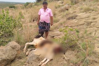 leopard attack in kolar district