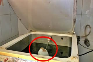 lizards in the quarantine centers water cooler