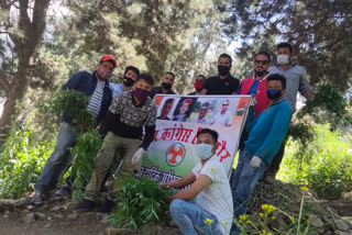 Youth Congress started cannabis uproar campaign in Kinnaur