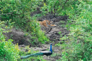 Tiger vs peacock