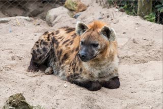 hyena