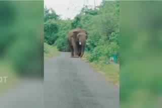 elephant in sindhudurg