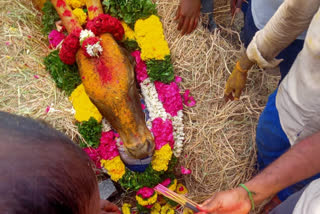 ಗಾಯಗೊಂಡು ಮರಣಹೊಂದಿದ ಎತ್ತು