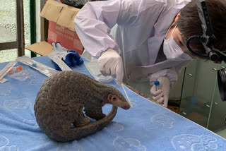 Sophia Zhang, a staffer from China Biodiversity Conservation and Green Development Foundation, collects oral and nasal secretion sample for testing from the Pangolin named Lijin at the Jinhua wild animal rescue center in eastern China's Zhejiang province.