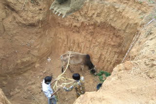 cow was lying in open pit of Medical waste