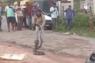 15-foot-long King cobra hidden in a coffee plantation