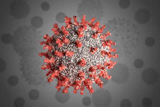 coronavirus