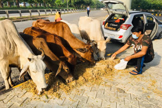 Social worker Harendra Bhati gives feed to stray animals daily in Greater Noida