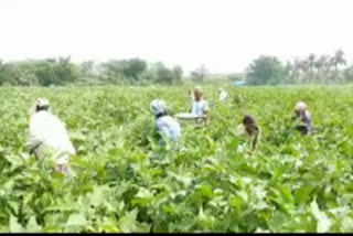 vegitables crop at chenbadipalem