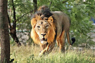 lion in rajula