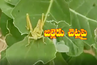 locust attack tension Jayashankar Bhoopalpally district