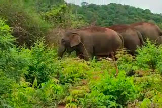 ఏనుగుల సంచారంతో గిరిజనుల ఆందోళన