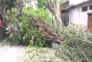 road closed due to falling trees