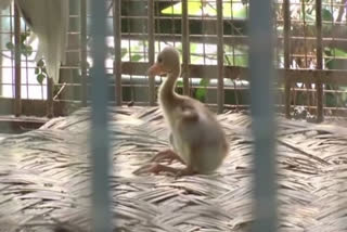 Lucknow Zoo welcomes new inmate, a baby Sarus crane