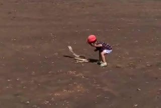 Two-year Old Kid Curious to touch the tail  Of snake: Just missed by the bitten of the Cobra