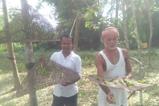 Misery of silk growers at Amguri