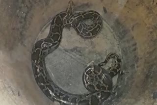 Python rescue at Nalbari