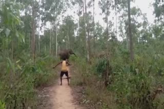 Elephant terror in Kaliabeda village in Kendujhar