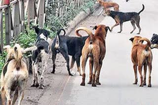 mussoorie dog attack