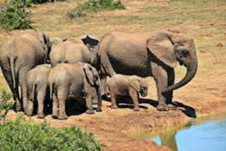group of elephants (file photo)
