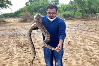 giant python found At field