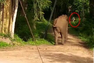 Woman escapes from a wild elephant, Woman escapes from a wild elephant in Kodagu, Kodagu elephant news, Kodagu elephant latest news, ಕಾಡಾನೆ ದಾಳಿ, ಕಾಡಾನೆ ದಾಳಿಯಿಂದ ಮಹಿಳೆ ಪಾರು, ಕೊಡಗಿನಲ್ಲಿ ಕಾಡಾನೆ ದಾಳಿಯಿಂದ ಮಹಿಳೆ ಪಾರು, ಕಾಡಾನೆ ದಾಳಿಯಿಂದ ಮಹಿಳೆ ಪಾರು ಸುದ್ದಿ,