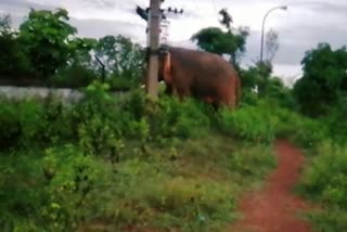 wild elephant entered in Navodaya Vidyalaya in jamshedpur