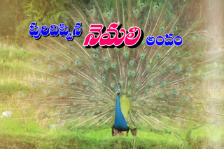 పంట పొలాల నడుమ అద్భుత దృశ్యం.. పురివిప్పి నెమలి నృత్యం