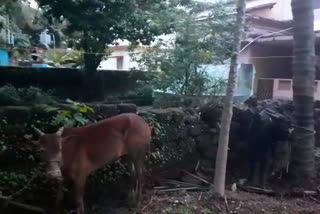 cattle illegally tied up