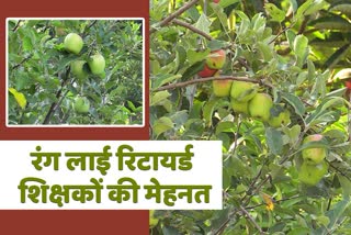 Apple farming in Sundernagar