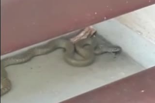 6 foot tall snake found in Tohana mini Secretariat