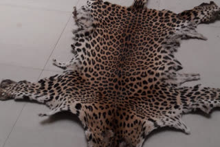 Leopard skins seized By STF
