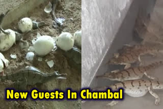 Baby crocodiles emerge from eggs in Morena's National Chambal Sanctuary