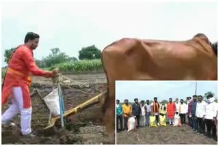 nanded yuvasena workers sowing in field of suicidal farmers