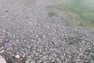 Dead Fish In Jodhpur Pond Raise Water Scarcity Concerns Amid Heatwave