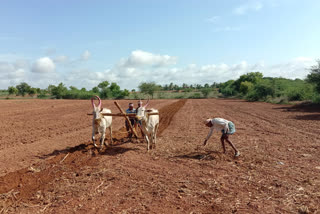 sowing work Start in Ranebenur