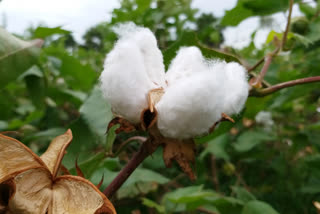 When will cotton be purchased, Aurangabad bench asks state government